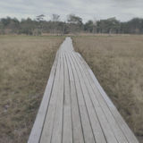 In the foreground: An old, wooden bridge waves through the salt meadow. In the background: A coniferious forest.